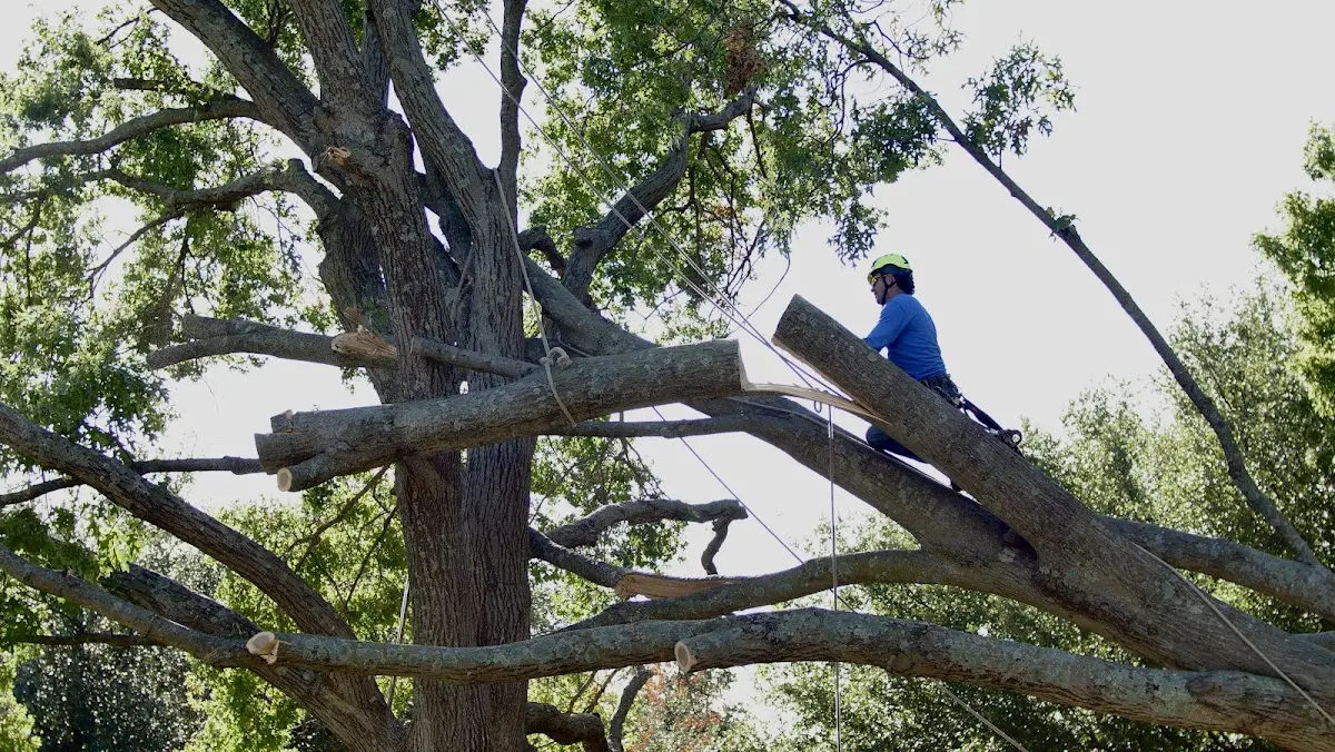 Professional Crown Thinning performed by certified arborists in Frannie