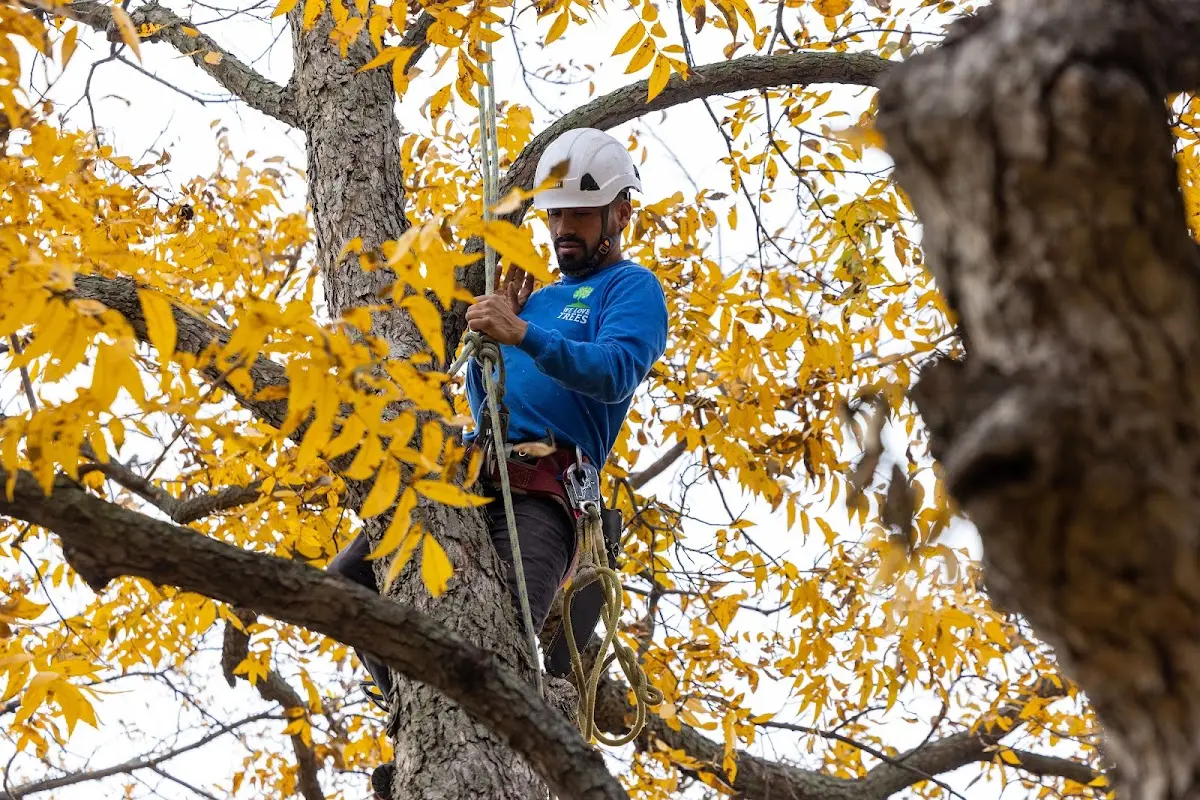 Skilled Tree Trimming crew working in Frannie