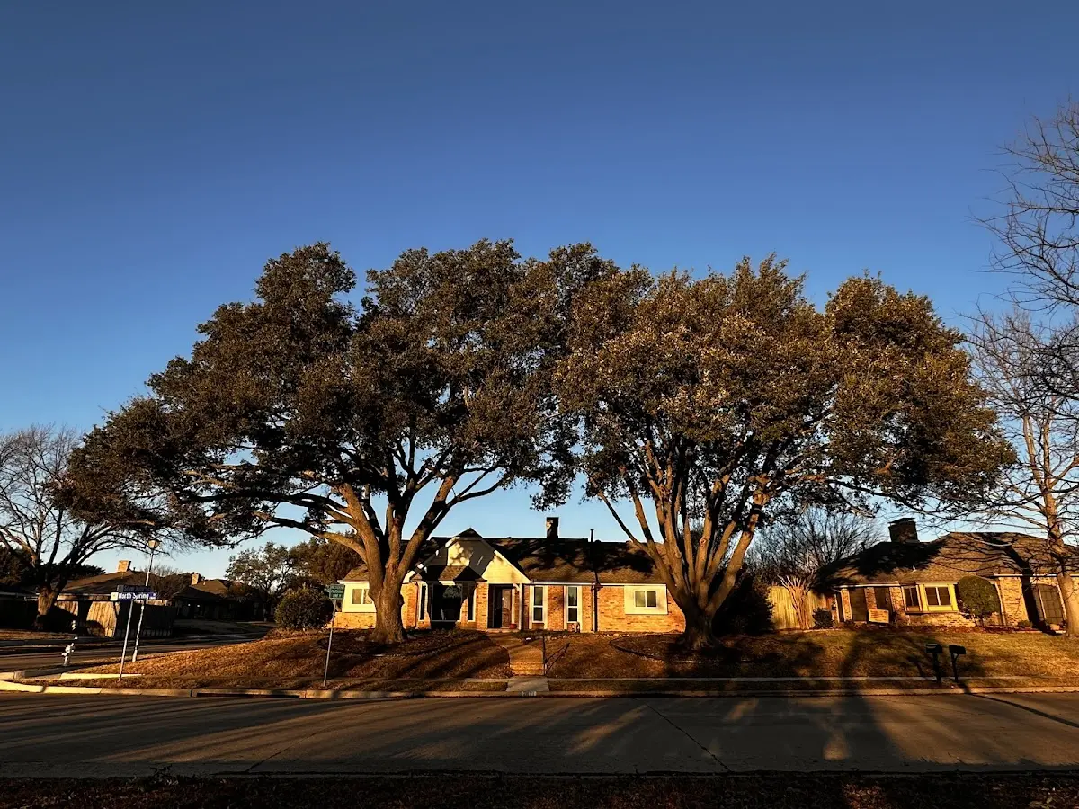 Established residential canopy tree shading a home in Frannie